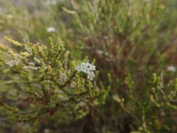 Image of Macrostylis tenuis E. Mey.