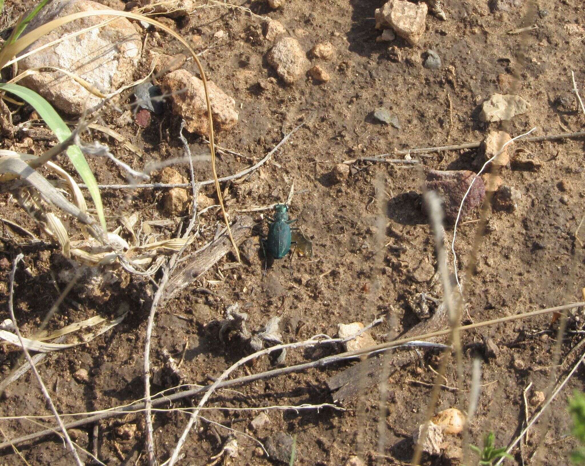 Image of Cicindela (Cicindelidia) nigrocoerulea nigrocoerulea Le Conte 1846