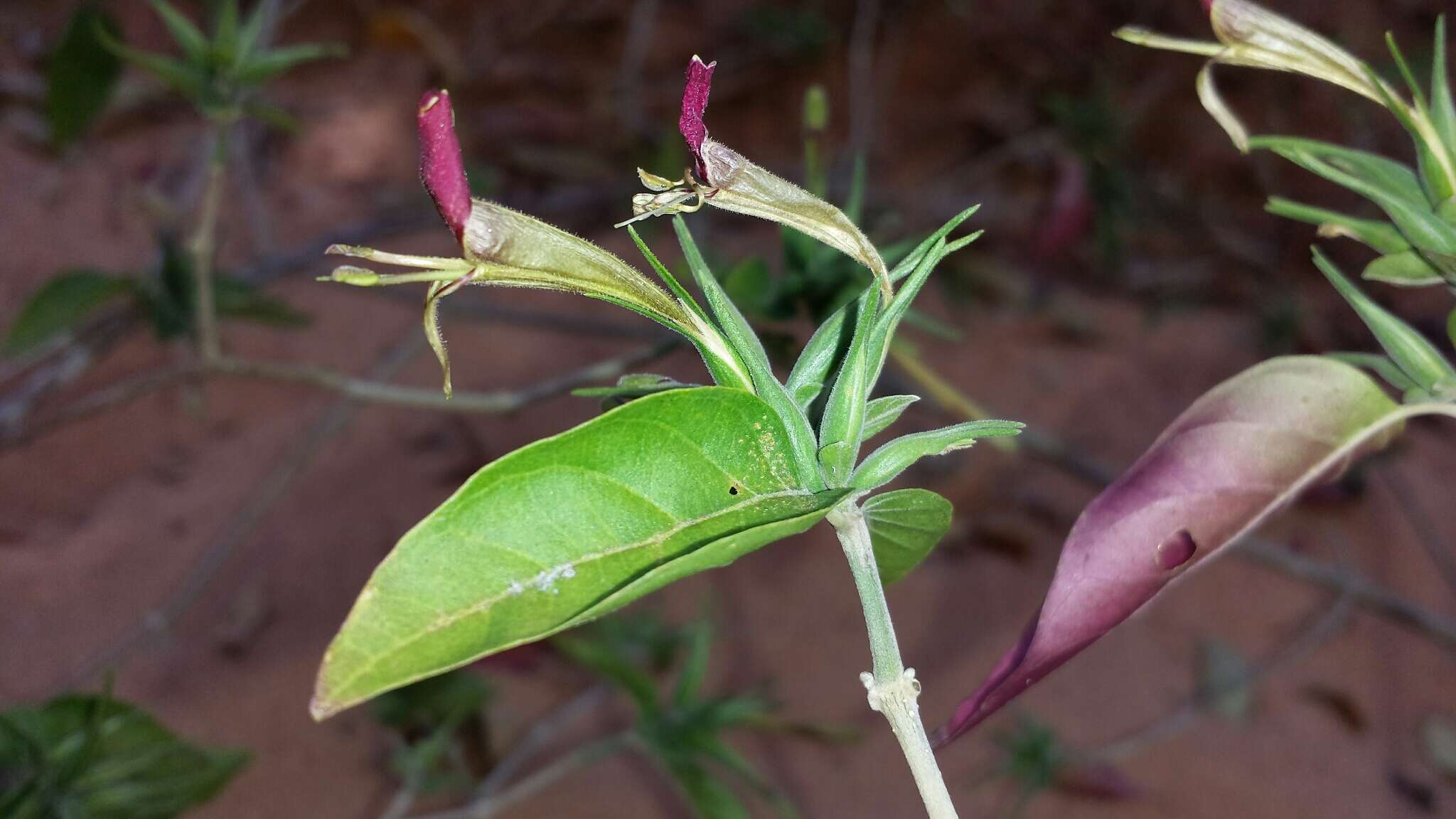 Plancia ëd Hypoestes caudata Benoist