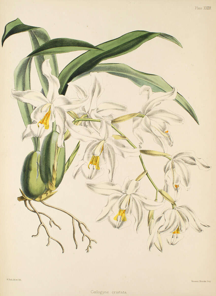 Image of Coelogyne cristata Lindl.