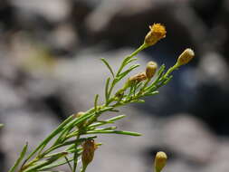 صورة Pulicaria glutinosa (Boiss.) Jaub. & Spach