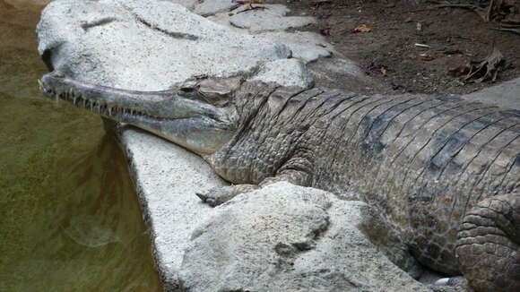 Image of Tomistoma