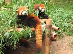 Image of red pandas