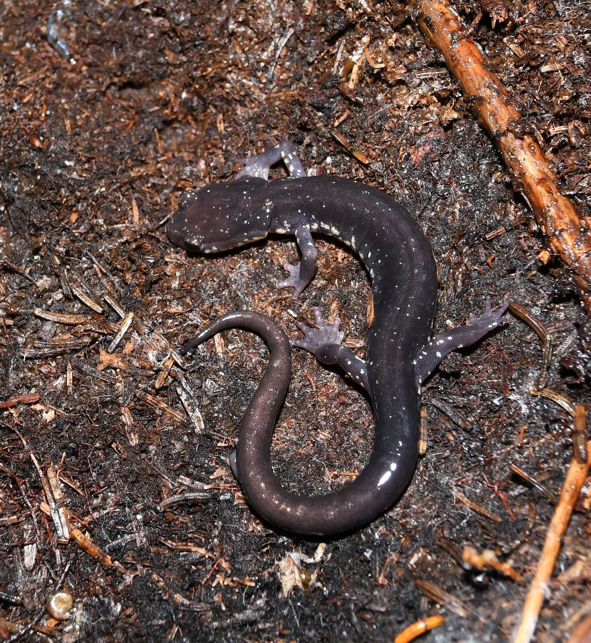 Plancia ëd Plethodon wehrlei Fowler & Dunn 1917