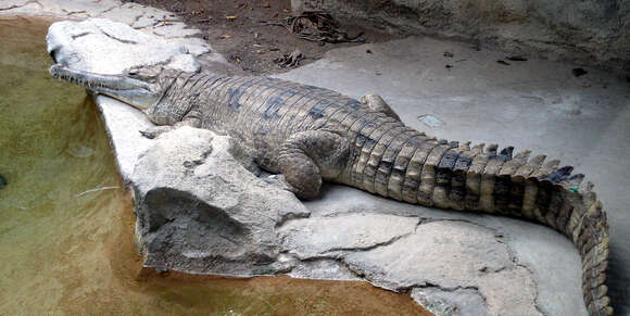 Image of Tomistoma