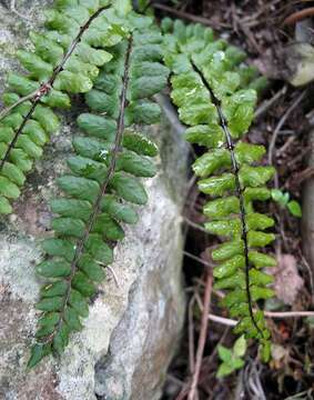 Image of Asplenium trichomanes subsp. coriaceifolium Rasbach, K. Rasbach, Reichst. & Bennert