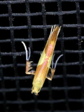 Image of Caloptilia packardella (Chambers 1872)