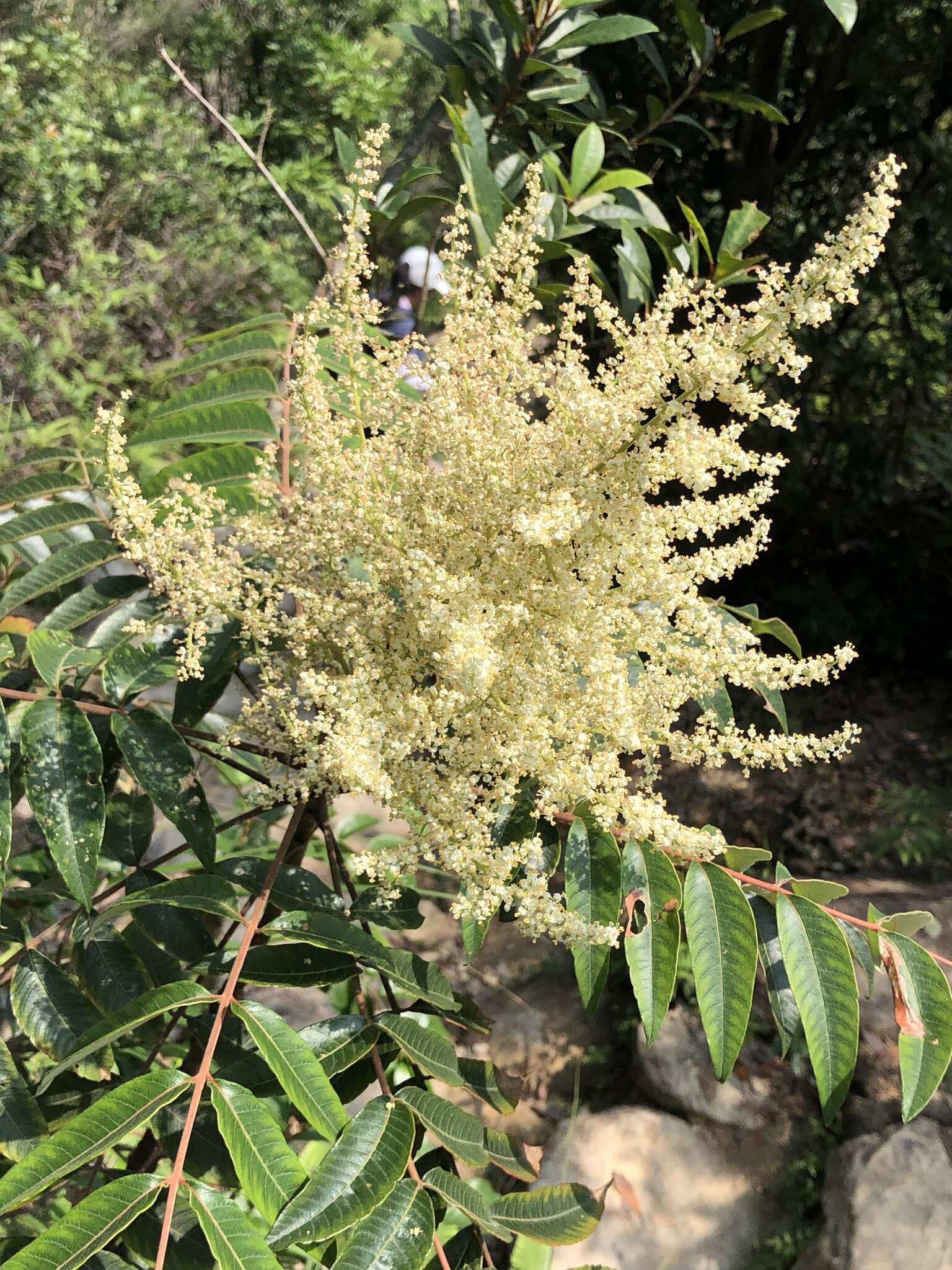 Image of Rhus hypoleuca Champ. ex Benth.