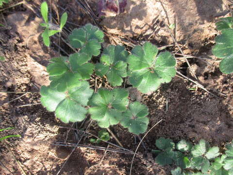 Image of Pelargonium ternifolium P. J. Vorster