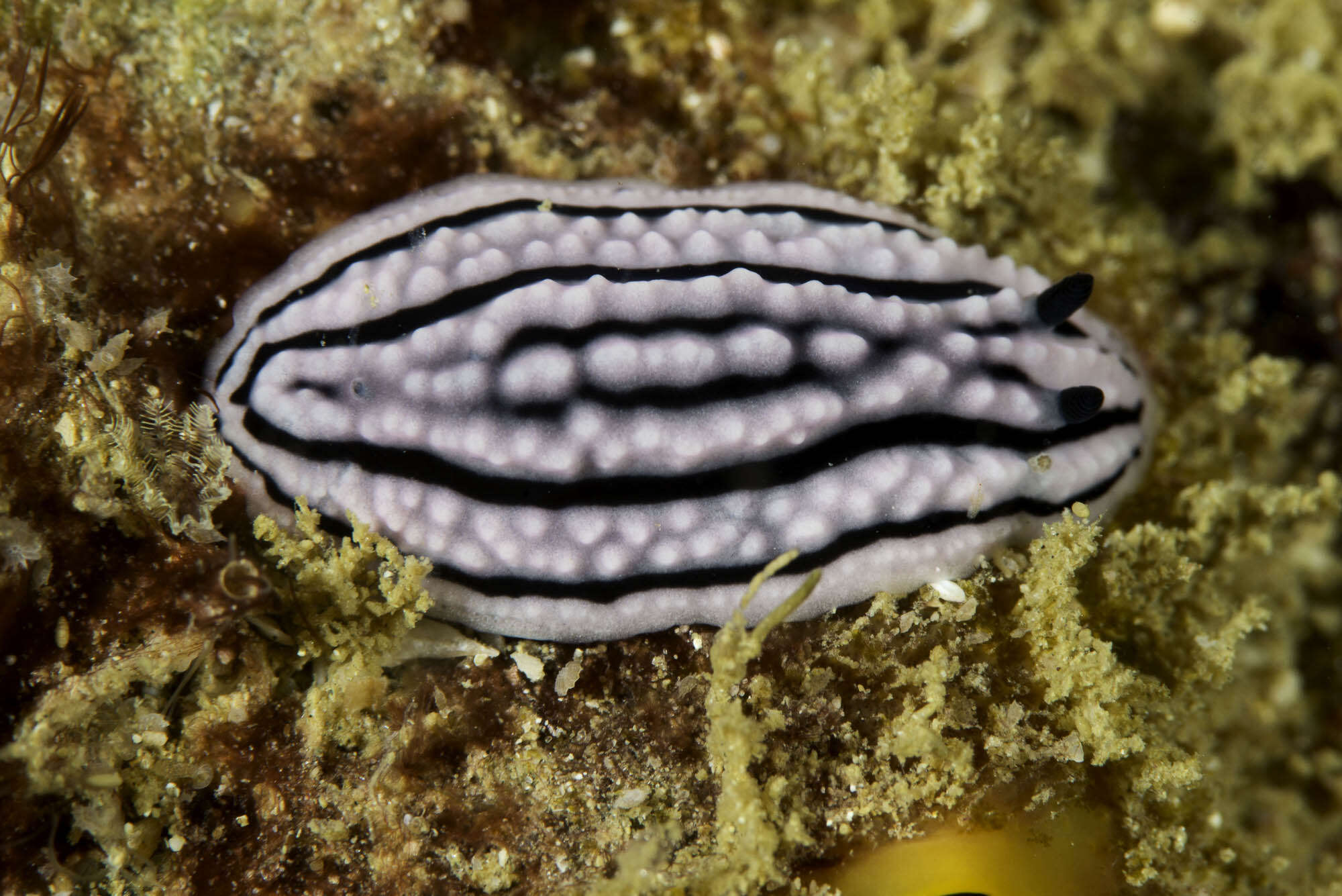 Image of Phyllidiella zeylanica (Kelaart 1859)