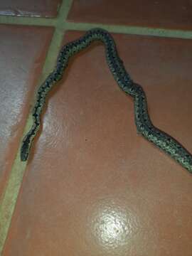 Image of (South-) Eastern Bark Snake