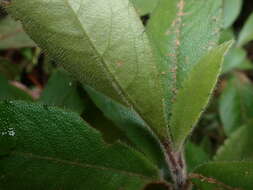 Image of Ardisia villosa Roxb.