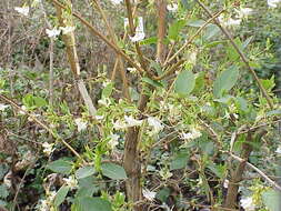 Imagem de Lonicera fragrantissima Lindl. & Paxt.