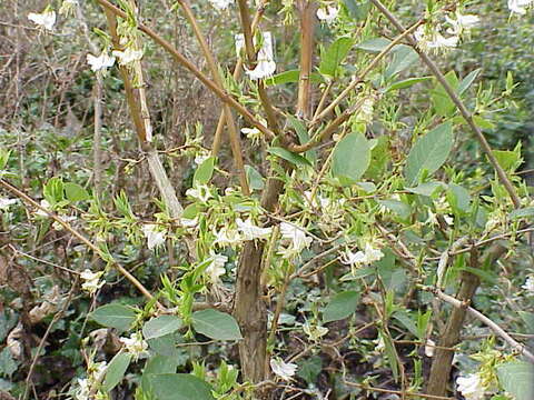 Image of sweet breath of spring