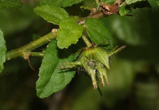 Image of gingerbush