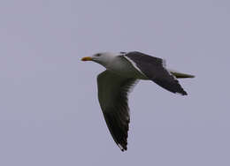 Image of Lesser Black-backed Gull