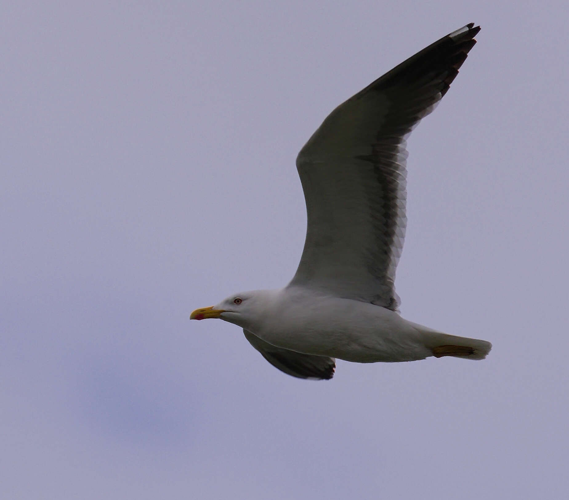 Image of Lesser Black-backed Gull