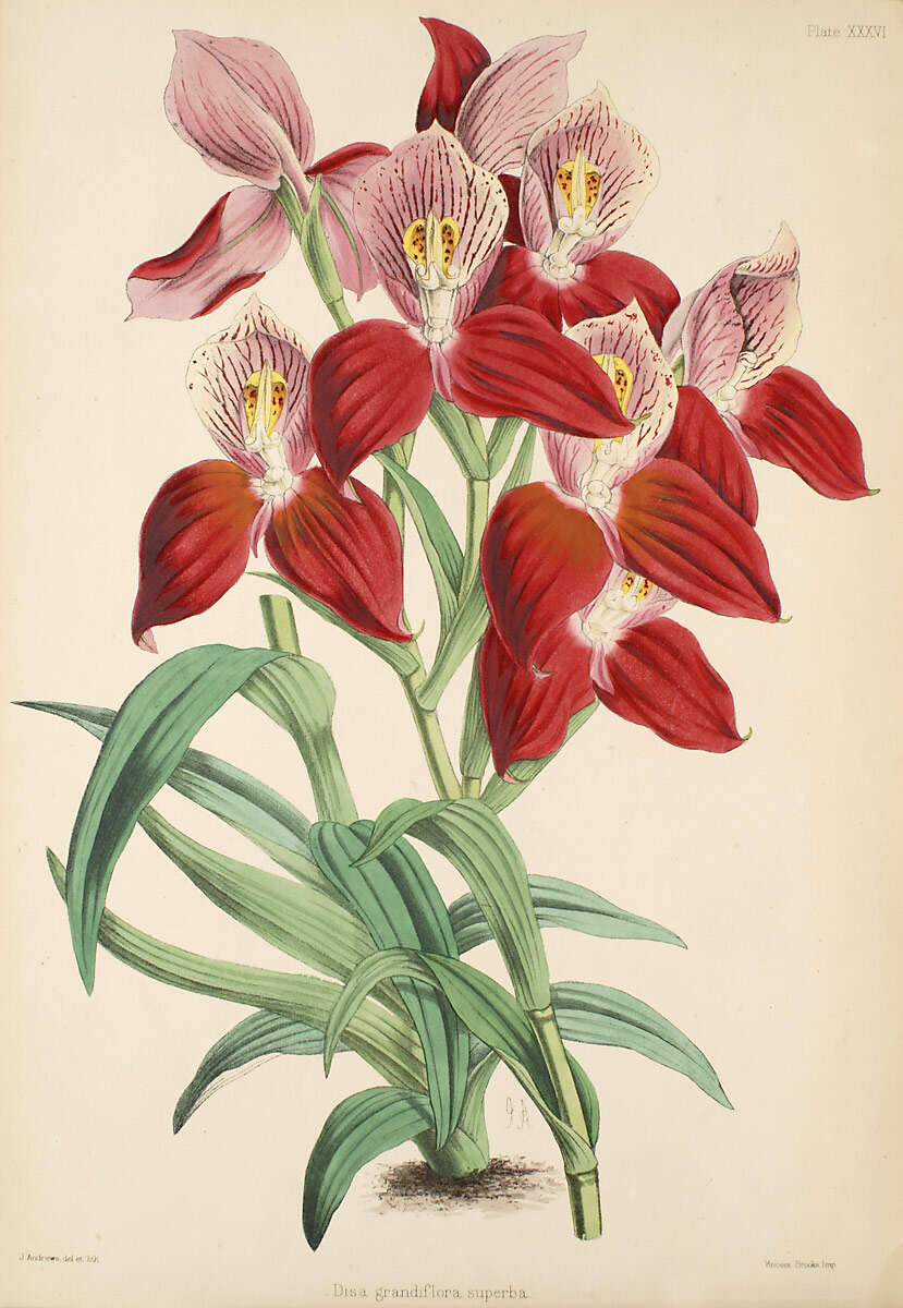 Image of Red Disa