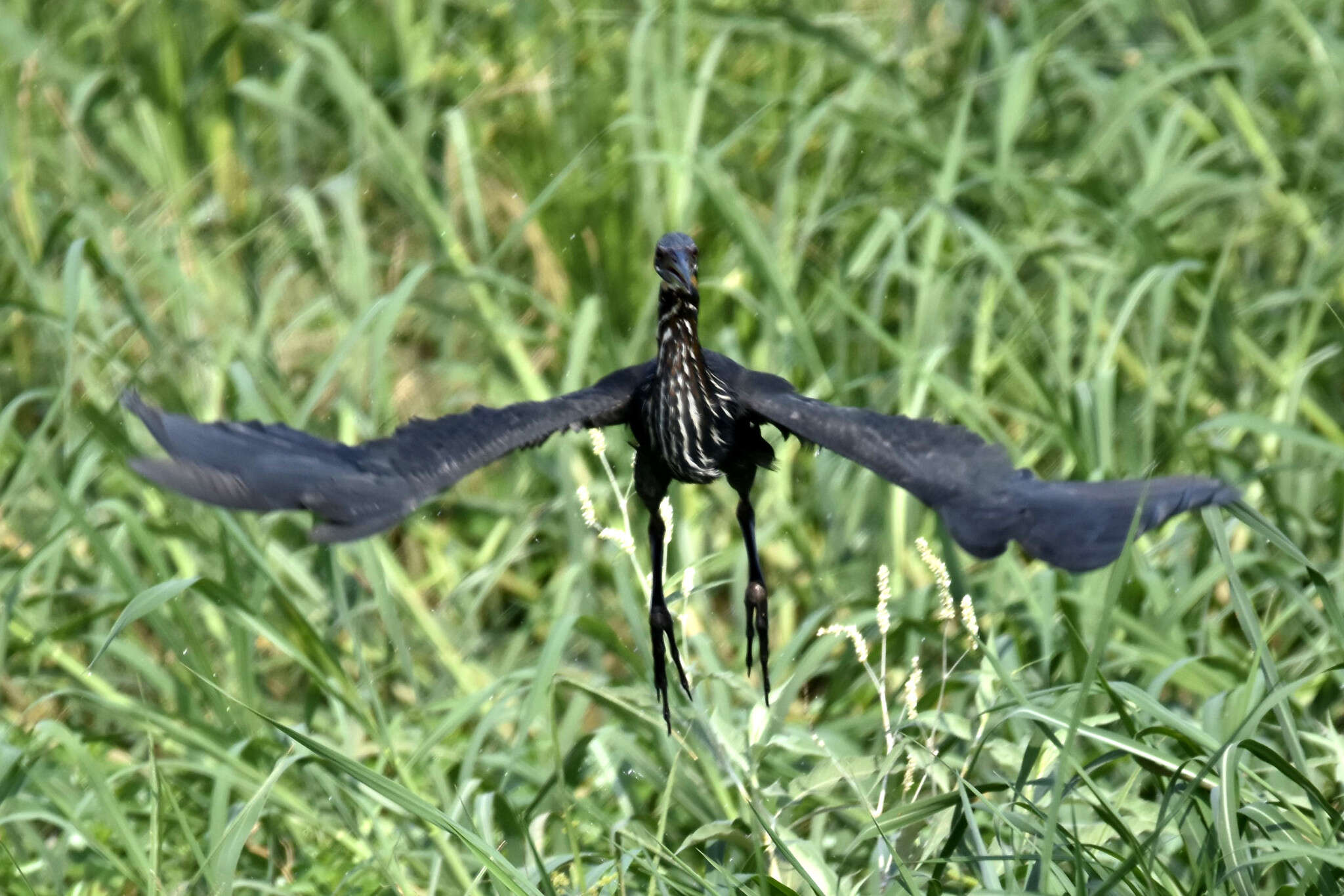 Image of Black Bittern