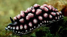 Image of Phyllidiopsis Bergh 1876