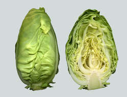 Image of white cabbage