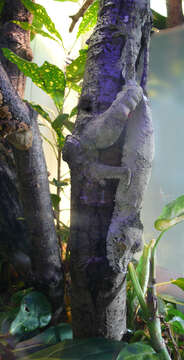 صورة Uroplatus fimbriatus (Schneider 1797)