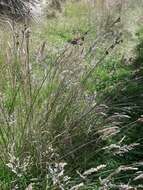 Image of Juncus australis J. D. Hook.