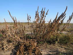 Image of redroot amaranth