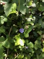 Image of Wood speedwell