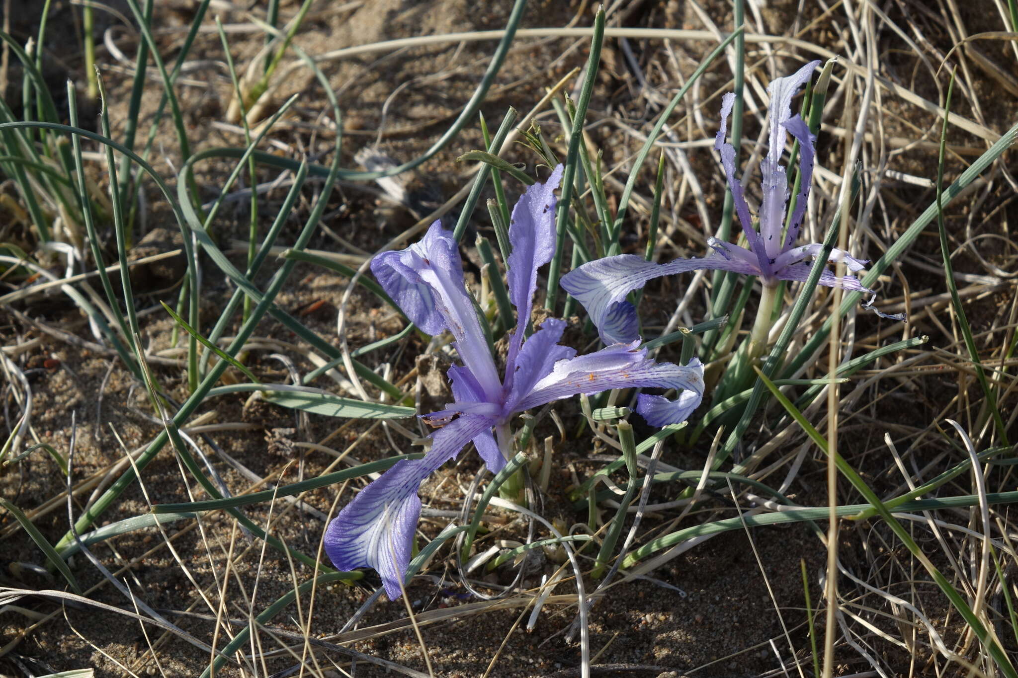 Image of Iris tenuifolia Pall.