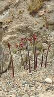 Image of Hippeastrum cybister (Herb.) Benth. ex Baker