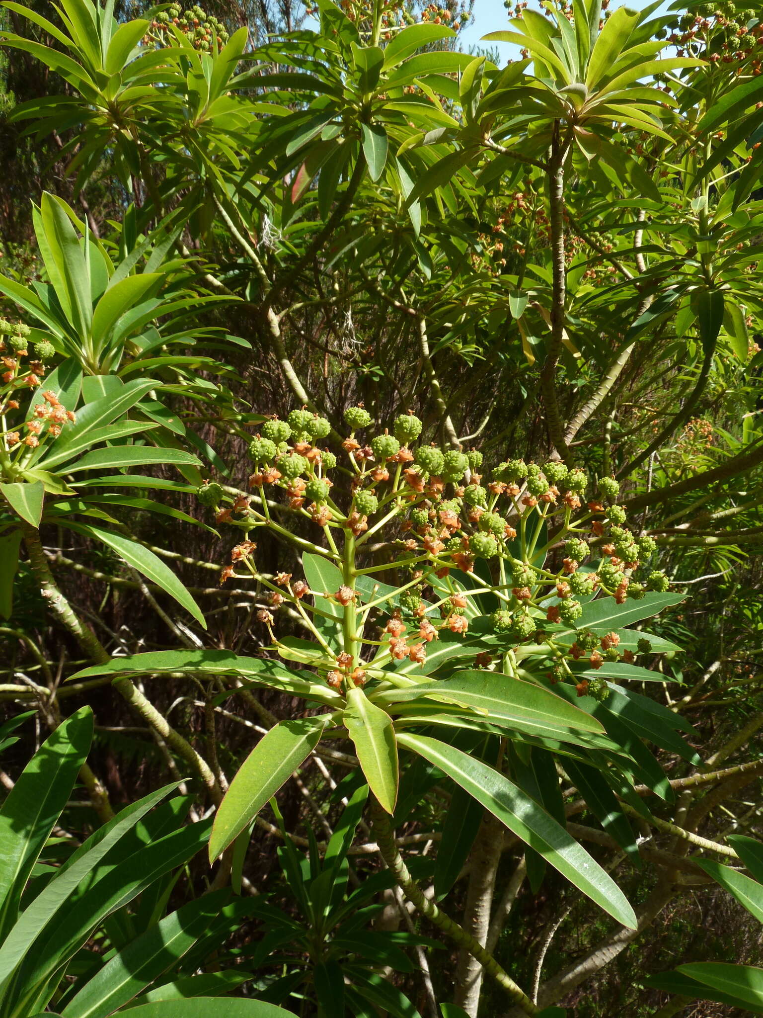 Image of Canary Spurge