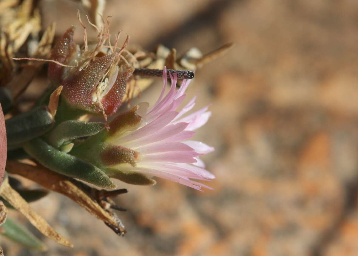 Imagem de Delosperma gautengense H. E. K. Hartmann