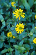 Image of Mexican creeping zinnia