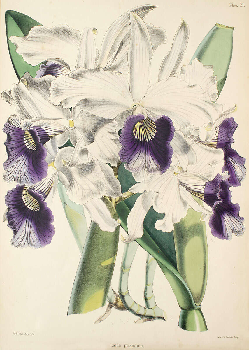 Image of Cattleya purpurata (Lindl. & Paxton) Rollisson ex Lindl.