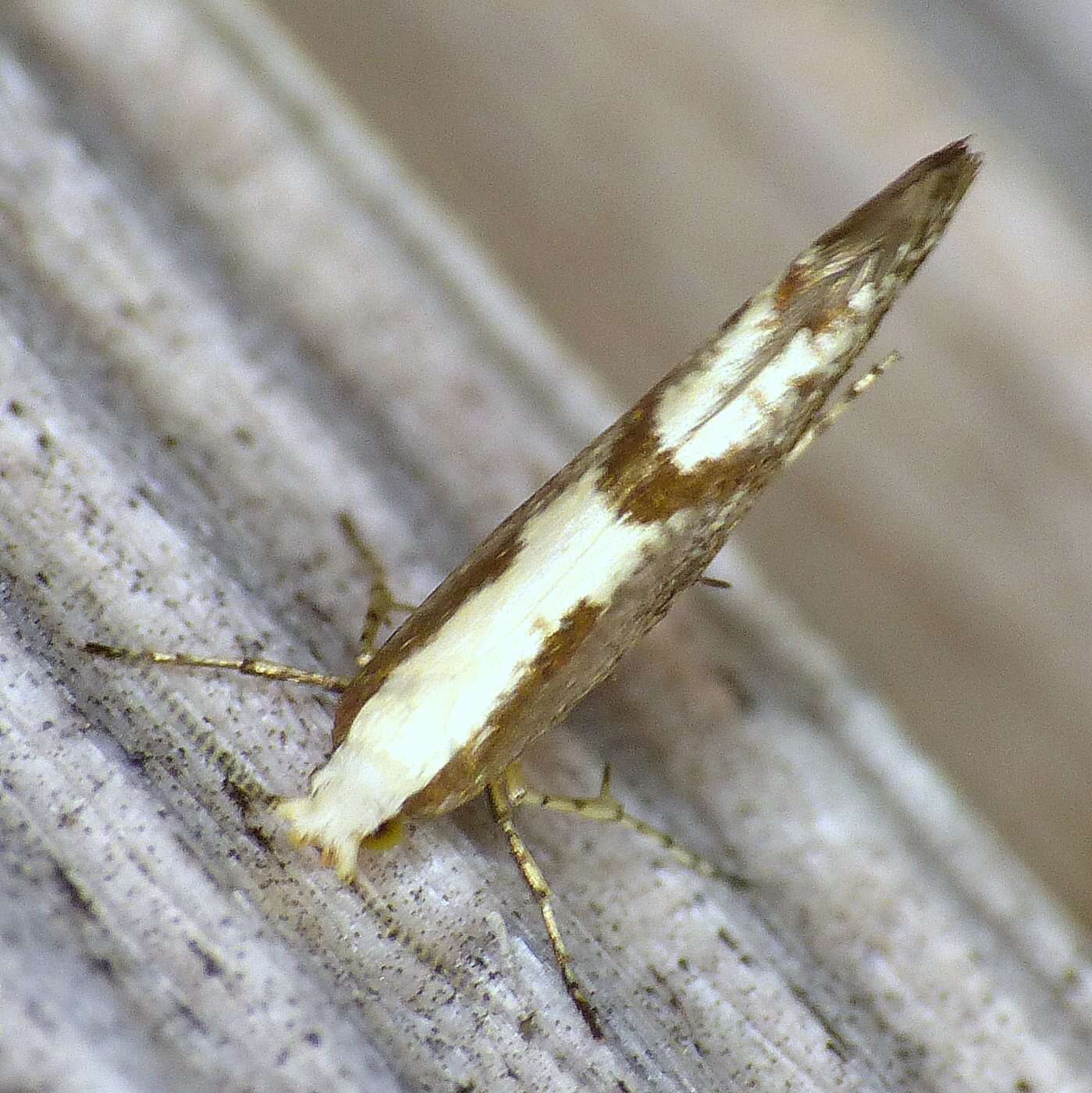 Imagem de Argyresthia conjugella Zeller 1839