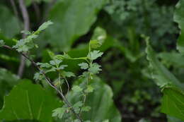 Image of hairystem gooseberry