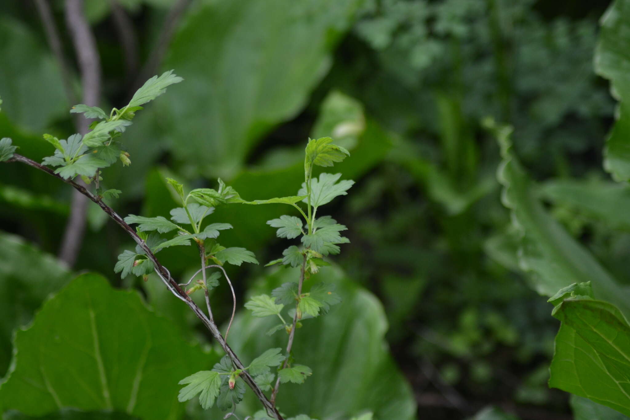 Plancia ëd Ribes hirtellum Michx.