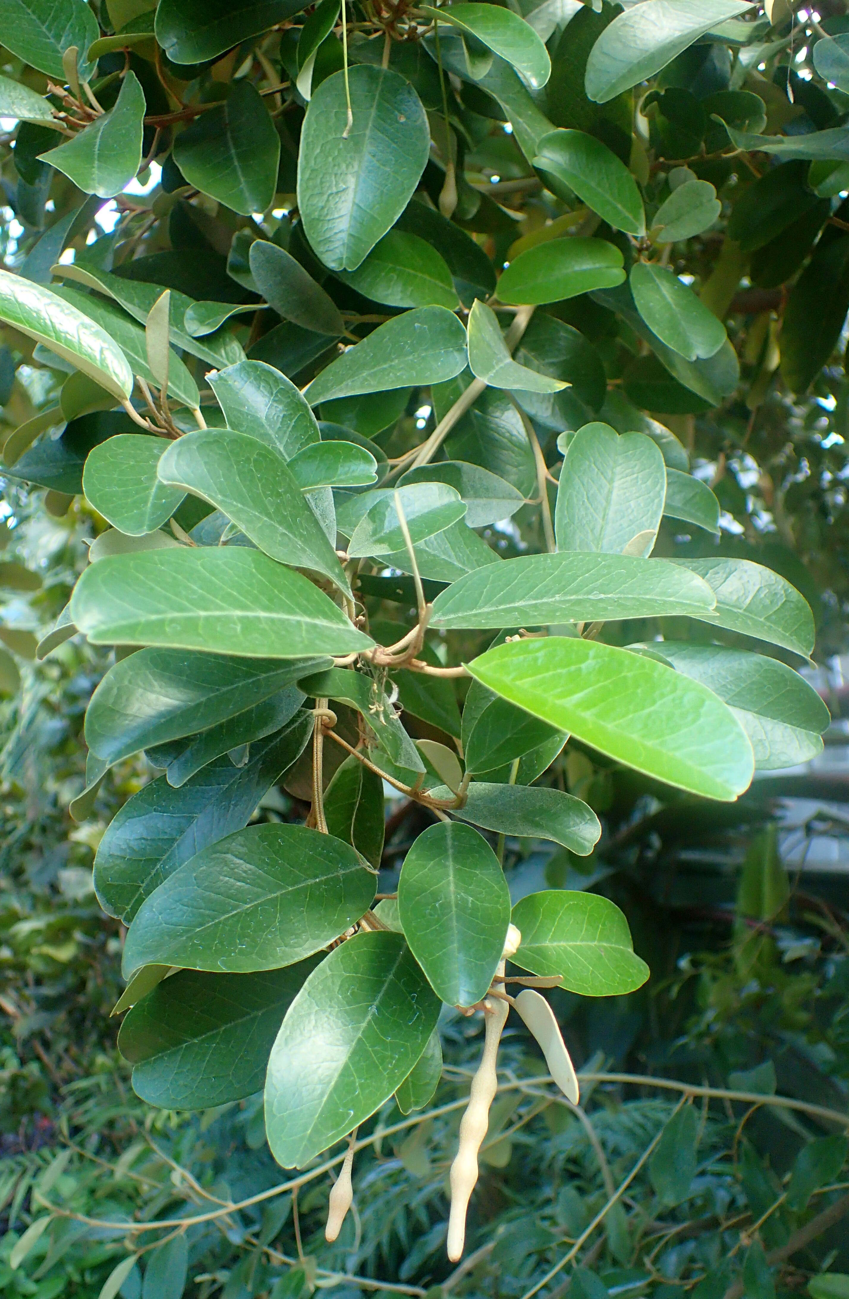 Image of Jamaican Capertree