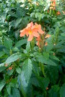 Imagem de Crossandra infundibuliformis (L.) Nees