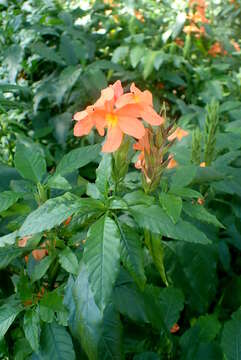 Image of Crossandra infundibuliformis (L.) Nees