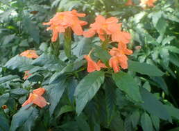 Imagem de Crossandra infundibuliformis (L.) Nees