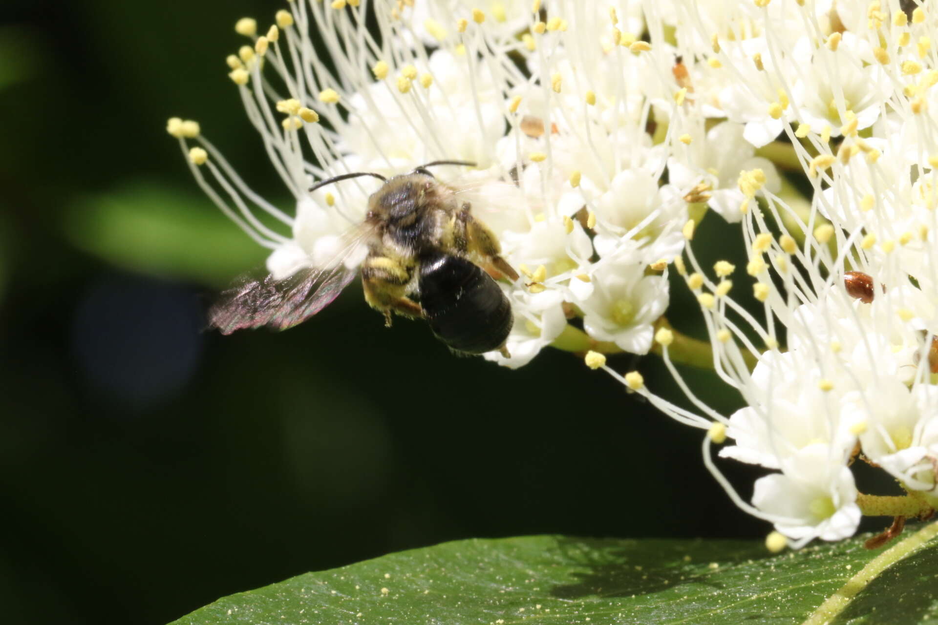 Image of Rugose Andrena