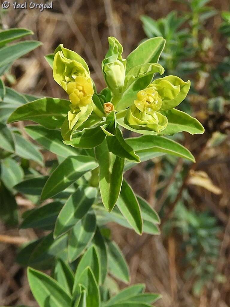 Image of Euphorbia hierosolymitana Boiss.