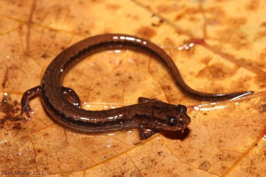 Image of Dwarf Salamander