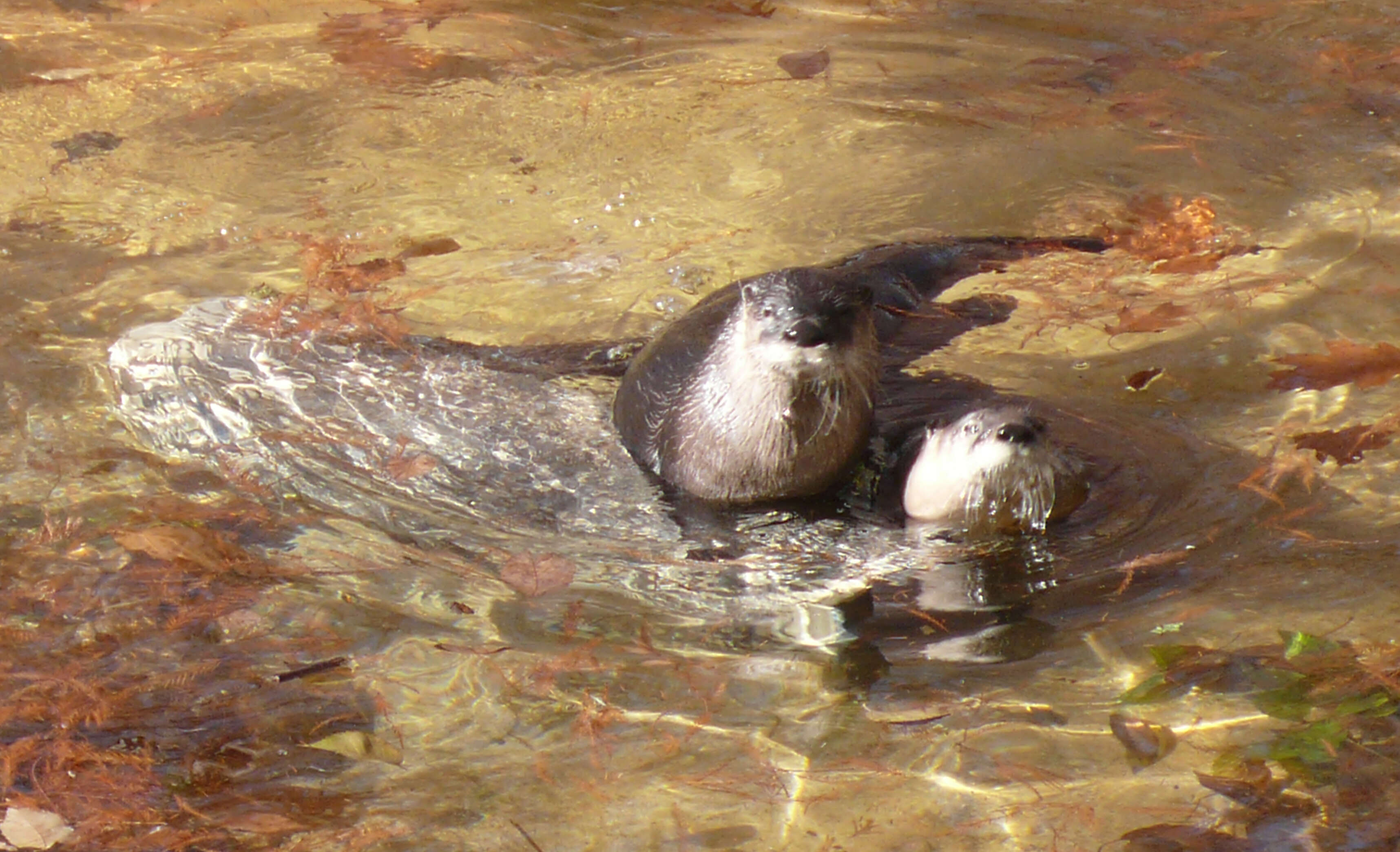 Image of Otter sp.