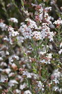 Image of Leucopogon virgatus (Labill.) R. Br.