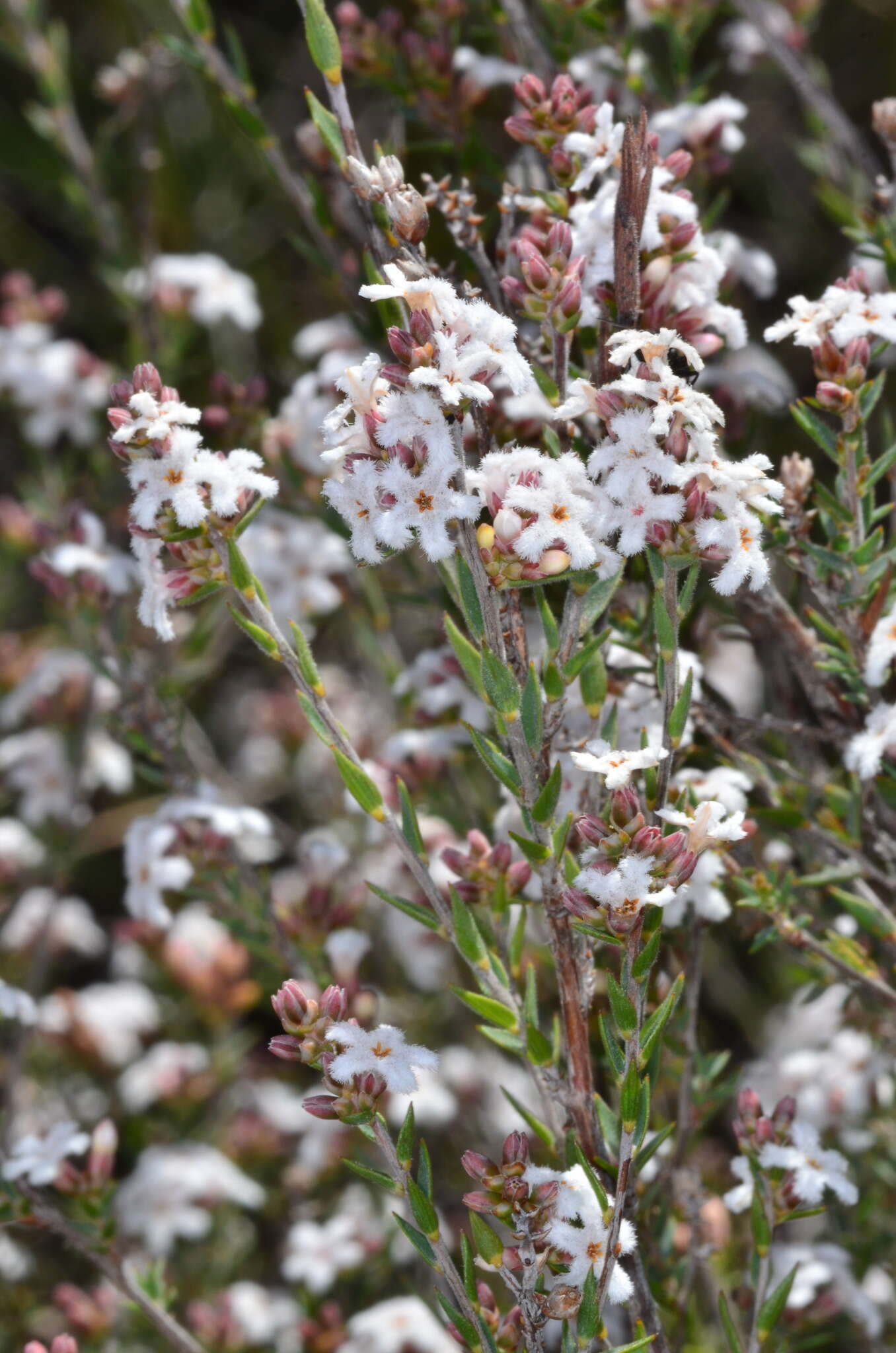 Image of Leucopogon virgatus (Labill.) R. Br.