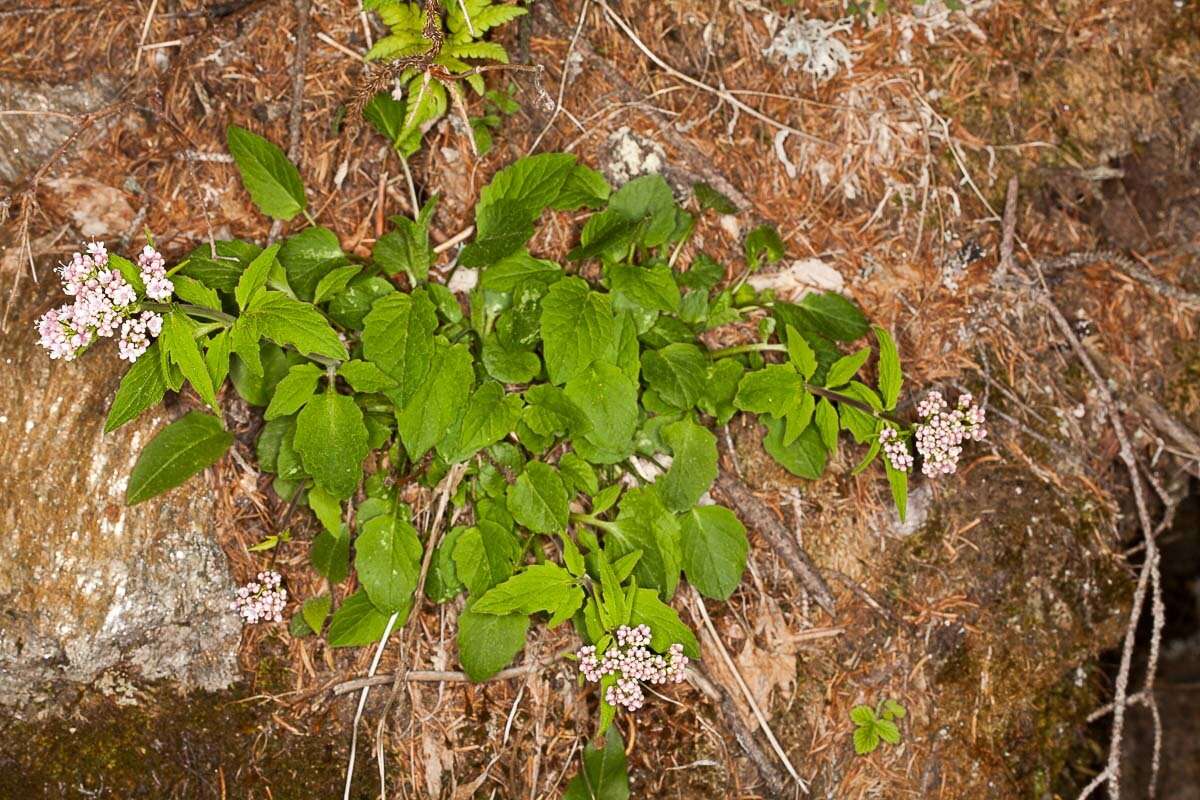 Image of <i>Valeriana tripteris</i>