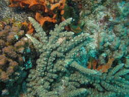 Image of Staghorn coral